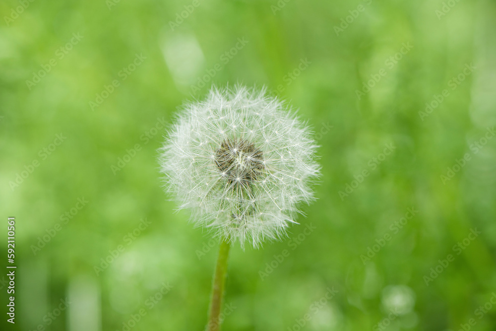 dandelion flower on green grass background closeup. dandelion flower on green grass background closeup.