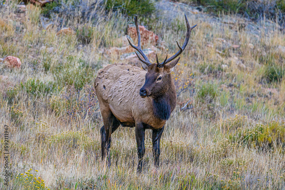 Elk Standing in the Grass Elk Standing in the Grass