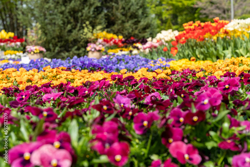 色鮮やかな満開の春の花