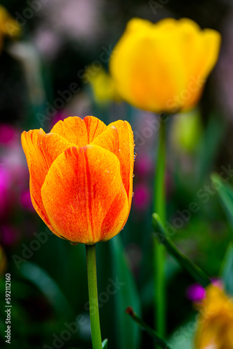 red and yellow tulip