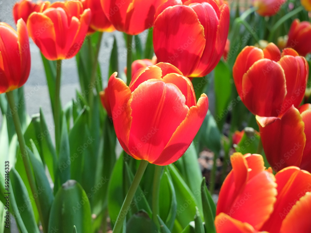 red tulips in the garden at Flora Exhibition Hall, Rayong, Thailand red tulips in the garden at Flora Exhibition Hall, Rayong, Thailand