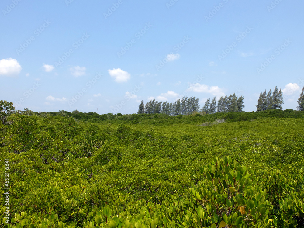 Clear sky and sunlight at Mangrove forest of Rayong, Thailand.