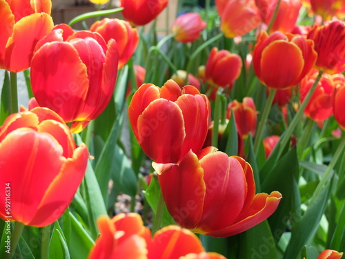 Field of red and yellow tulips at Flora Exhibition Hall  Rayong  Thailand