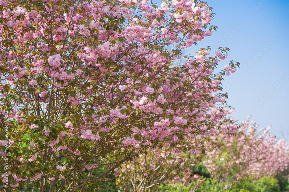 The cherry blossoms under the blue sky. oriental cherry or Prunus lannesiana pink flowers in spring. The cherry blossoms under the blue sky. oriental cherry or Prunus lannesiana pink flowers in spring.