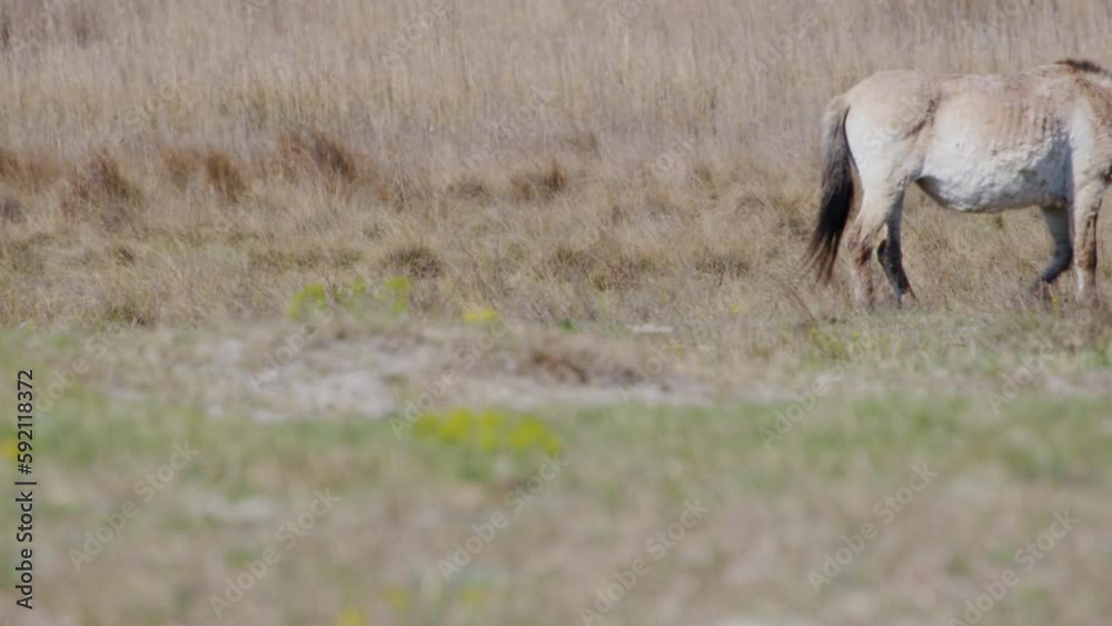 Close up of a wild Przewalksi horse walking across prairie.
