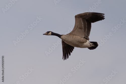 Canada goose in flight with mud on its beak