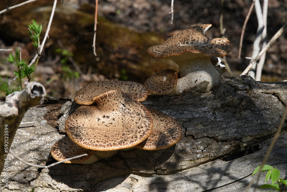 Polyporus squamosus- also known as Dryad's Saddle- grows from a fallen tree in Maryland