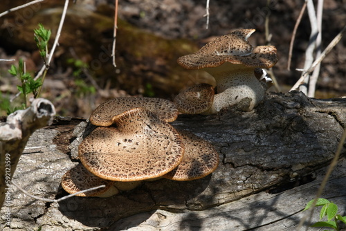 Polyporus squamosus- also known as Dryad's Saddle- grows from a fallen tree in Maryland