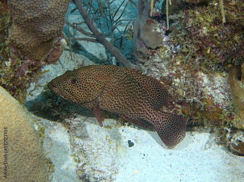 Graysby Grouper on the reef