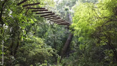 Moving through a tropical forest with a large tree at the front and a lush 