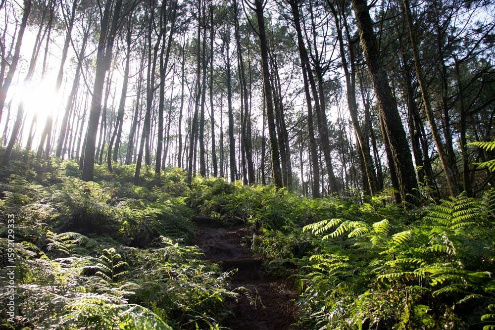 Fototapeta premium the beauty of a pine forest illuminated by the morning sun in a mountainous area