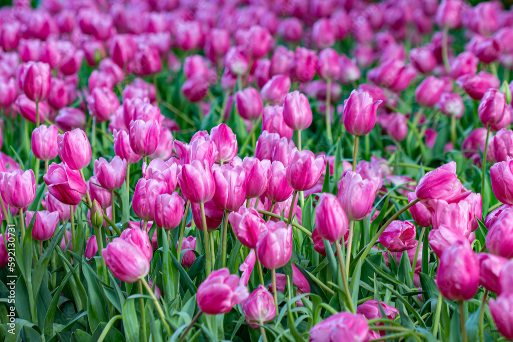Beautiful flowers used as a wallpaper would be great. Beautiful flowers used as a wallpaper would be great.
