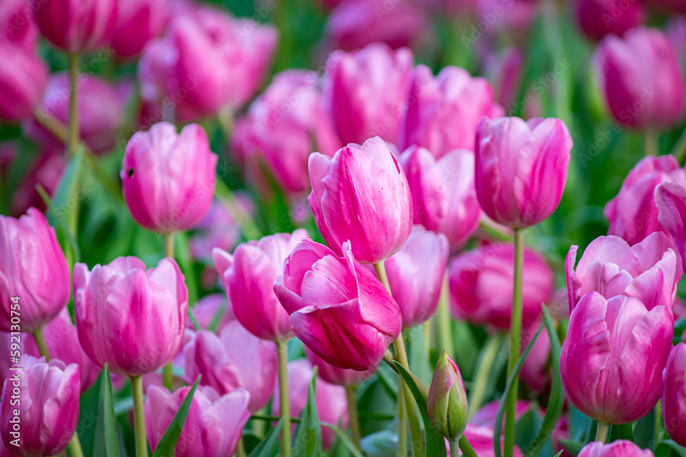 Beautiful flowers used as a wallpaper would be great. Beautiful flowers used as a wallpaper would be great.