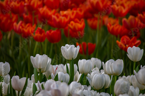 Beautiful flowers used as a wallpaper would be great.