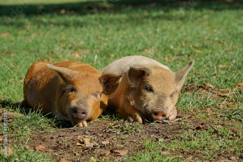 Cute baby pigs © Emilia