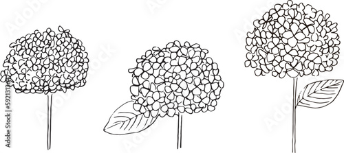 線画。紫陽花の線画イラスト。紫陽花のベクターイラスト。Line drawing. Line drawing illustration of hydrangea. Vector illustration of hydrangea.