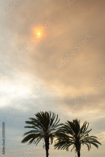 Sunset Palms