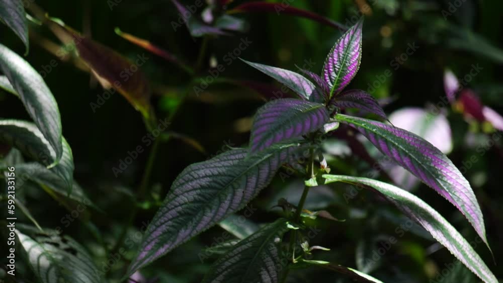 Strobilanthes dyeriana (also called samber lilin, Persian shield, royal purple plant) with a natural background. cultivated for its dark green foliage with bright, metallic-purple stripes Strobilanthes dyeriana (also called samber lilin, Persian shield, royal purple plant) with a natural background. cultivated for its dark green foliage with bright, metallic-purple stripes