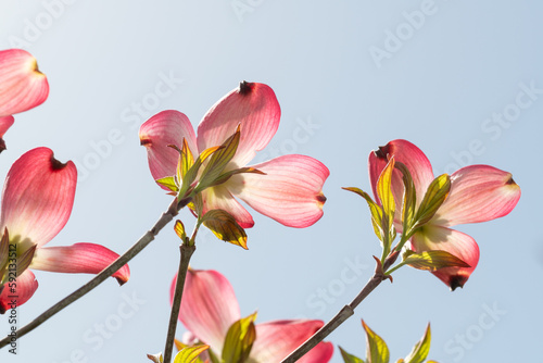 Full blooming of dogwood  Cornus florida  in Japan