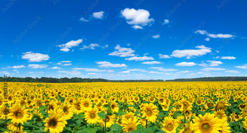 Sunflower field with cloudy blue sky