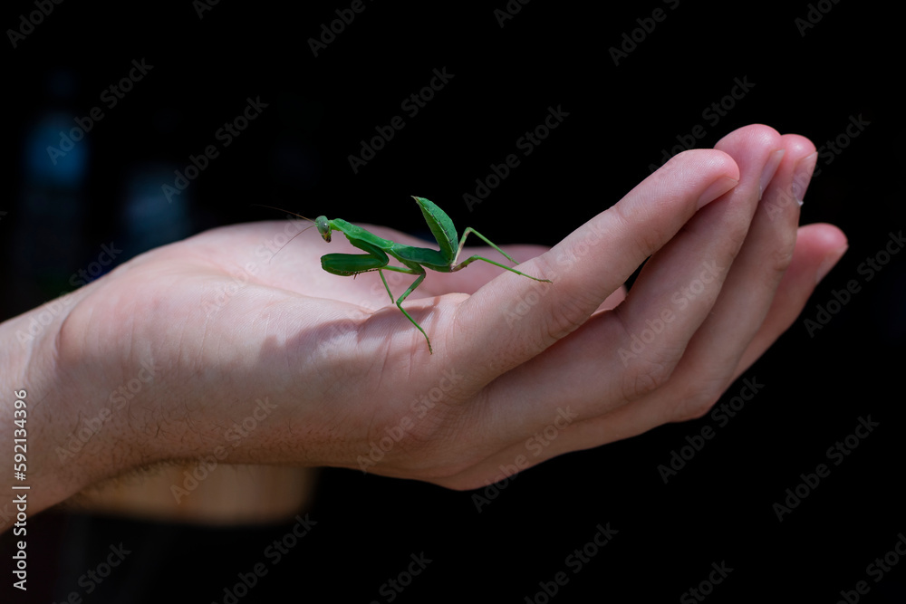 Green Praying Mantis in the palm of a person close-up