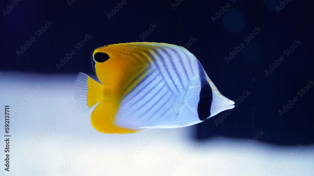 Naklejka premium Threadfin butterflyfish