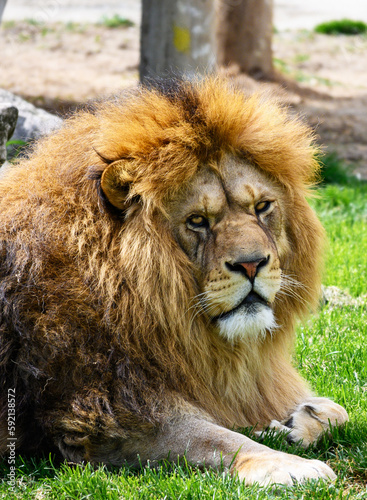 Lion at the zoo. Portrait of a lion. 