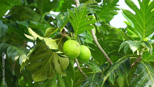 Synedrella nodiflora (Ucacou Adans, Verbesina nodiflora L., Eclipta latifolia L.f., Blainvillea latifolia, Ecliptica latifoliaWedelia cryptocephala, Ucacou nodiflorum, Nodeweed) in the garden. photo