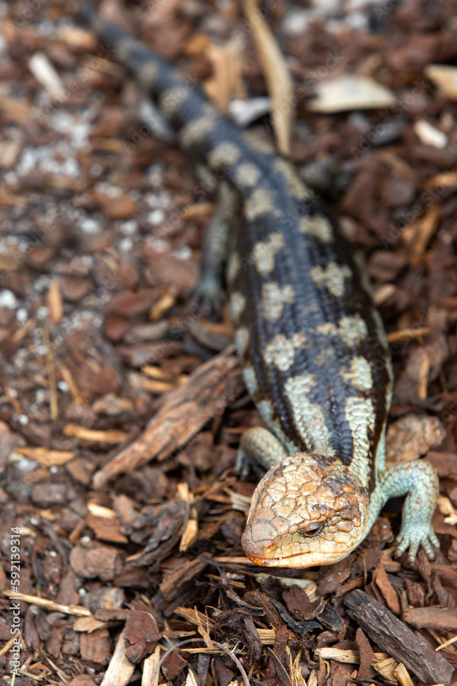 portrait of ablue tongue lizard in australia portrait of ablue tongue lizard in australia