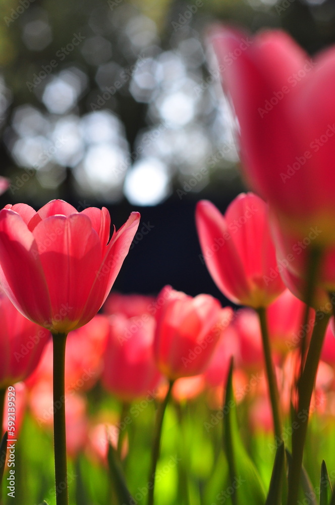 Fototapeta premium Pink Tulips Garden in Spring