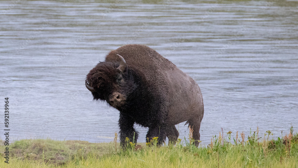 Bison Buffalo bull shaking off water in Hayden Valley in Yellowstone National Park United States Bison Buffalo bull shaking off water in Hayden Valley in Yellowstone National Park United States