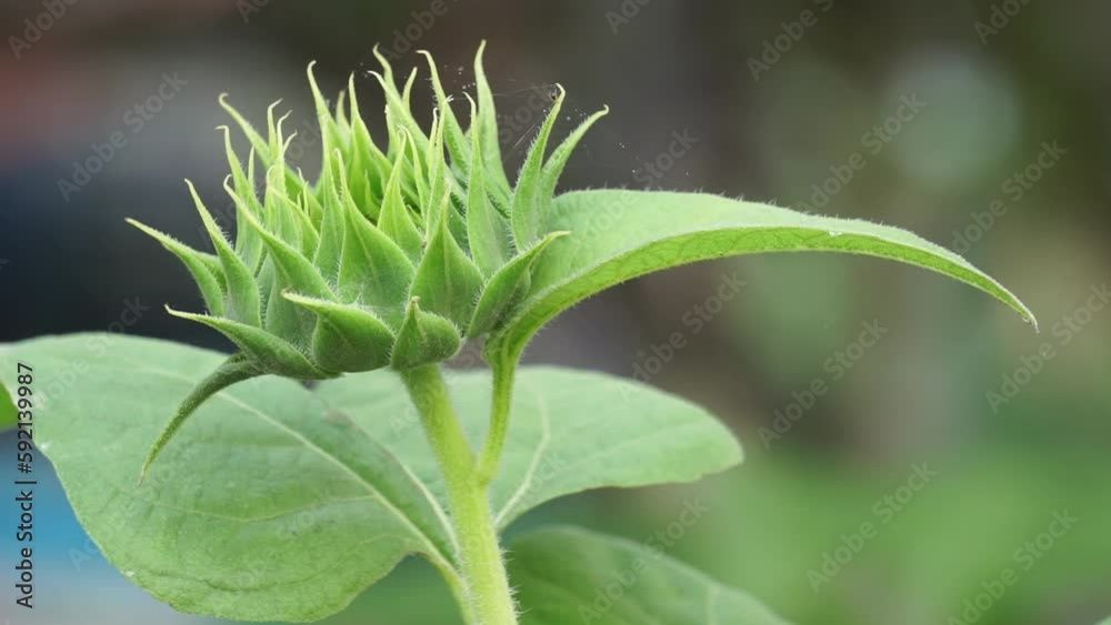 Sunflower (Also called Helianthus annuus, bunga matahari) on the tree. Helianthus annuus is derived from the Greek Helios 'sun' and anthos 'flower', while the epithet annuus means 'annual' in Latin. Sunflower (Also called Helianthus annuus, bunga matahari) on the tree. Helianthus annuus is derived from the Greek Helios 'sun' and anthos 'flower', while the epithet annuus means 'annual' in Latin.