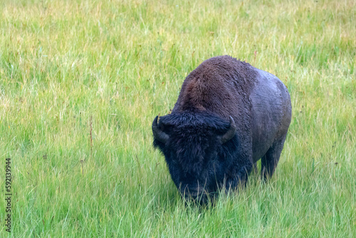 American Bison Buffalo bull walking in green meadow in Yellowstone National Park United States photo