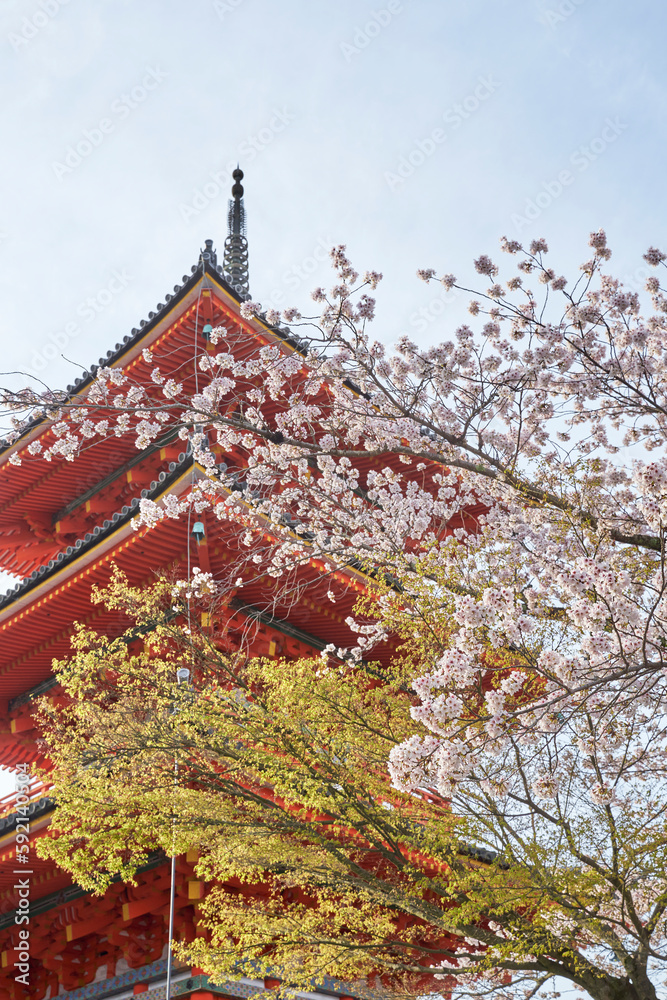 清水寺と桜 清水寺と桜