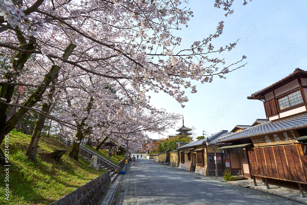 ねねの道から見る八坂の塔と桜 ねねの道から見る八坂の塔と桜