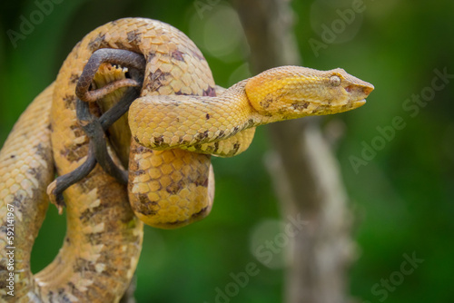 the snake is coiled on a tree branch while looking at the prey © Augustio