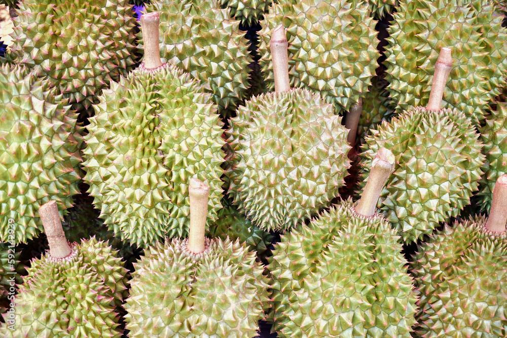 Close-up durian group for sale in a market Close-up durian group for sale in a market