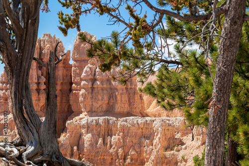 Old tree Bristlecone Pine (Pinus longaeva) with panoramic view on sandstone rock formations on Fairyland hiking trail in Bryce Canyon National Park, Utah, USA. Hoodoo rocks in natural amphitheatre photo