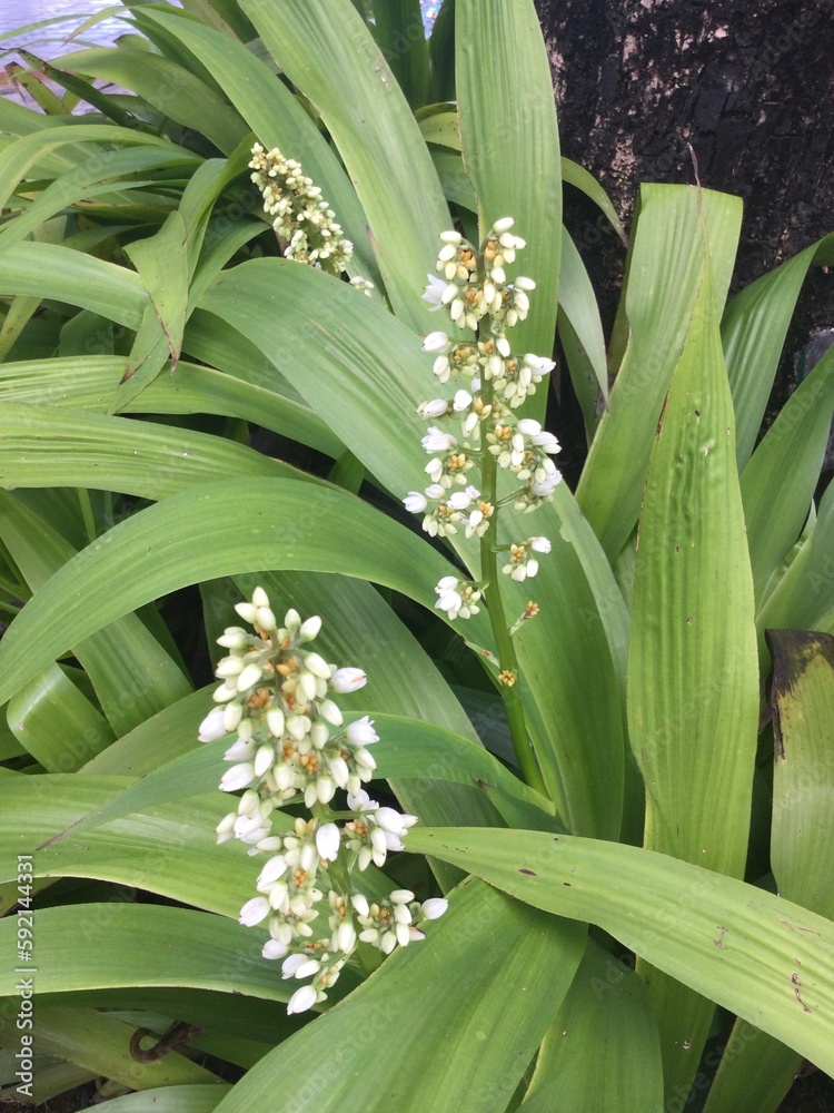 Obraz premium green and white