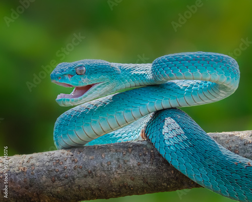 blue viper snake is frightening its opponent