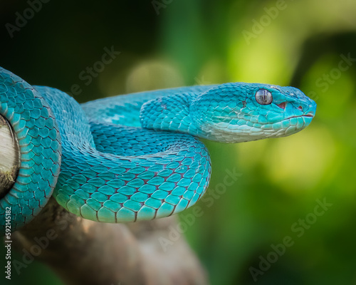 blue viper snake is on alert when there is prey