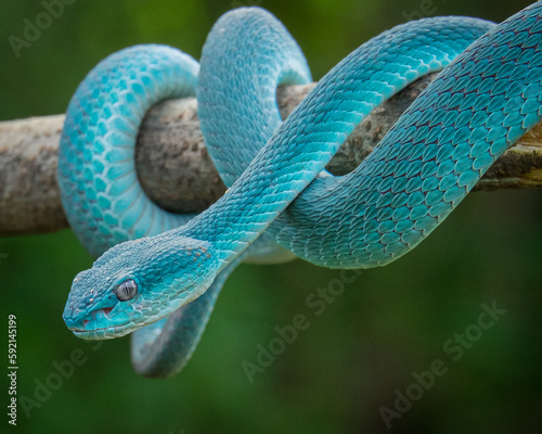 a blue viper lurking on a branch