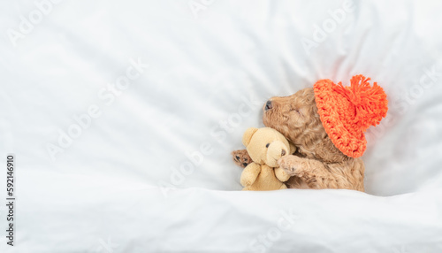 Tiny Poodle puppy wearing warm hat sleeps under white blanket on a bed at home and hugs favorite toy bear. Top down view. Empty space for text