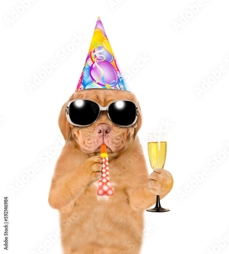 Mastiff puppy wearing sunglasses and party cap and holds party horn and glass of champagne. isolated on white background