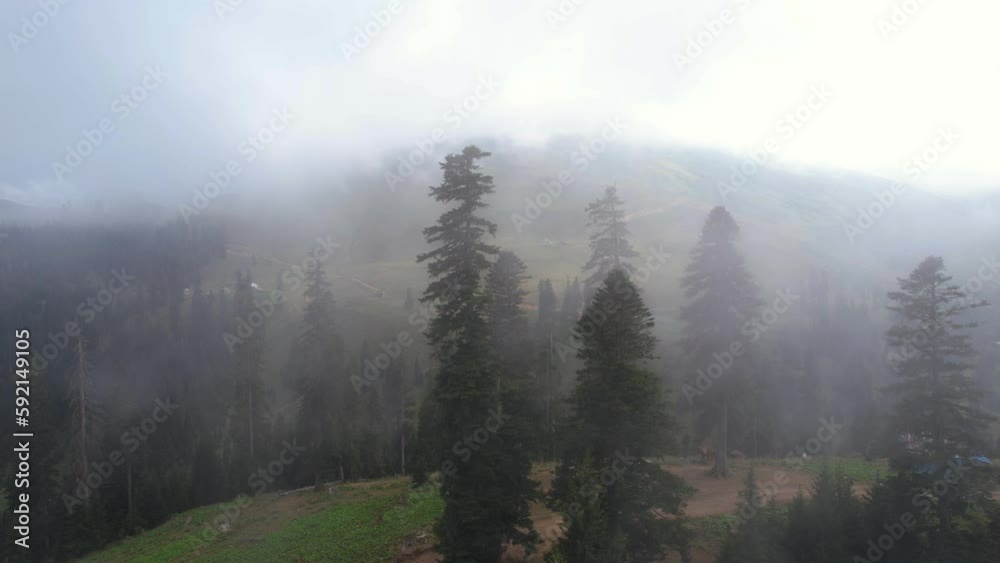 Foggy spruce trees in the village Foggy spruce trees in the village