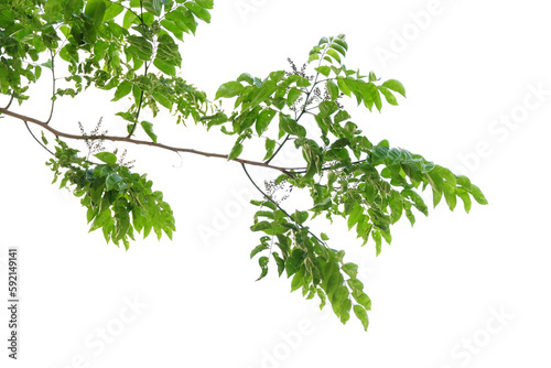 branch of a tree isolated