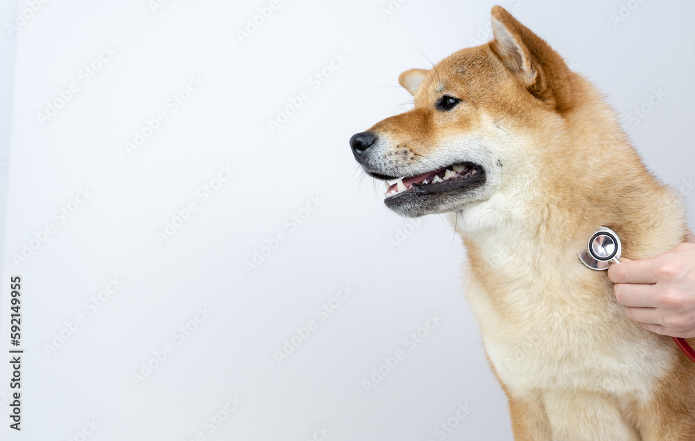 a dog at a vet's appointment with a stethoscope