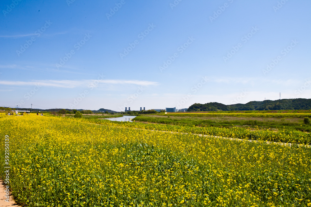 A field of yellow flowers in front of a farm.