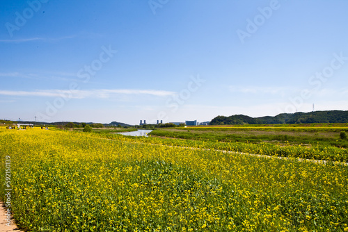 A field of yellow flowers in front of a farm.