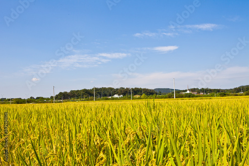 a rice paddy in a rural area